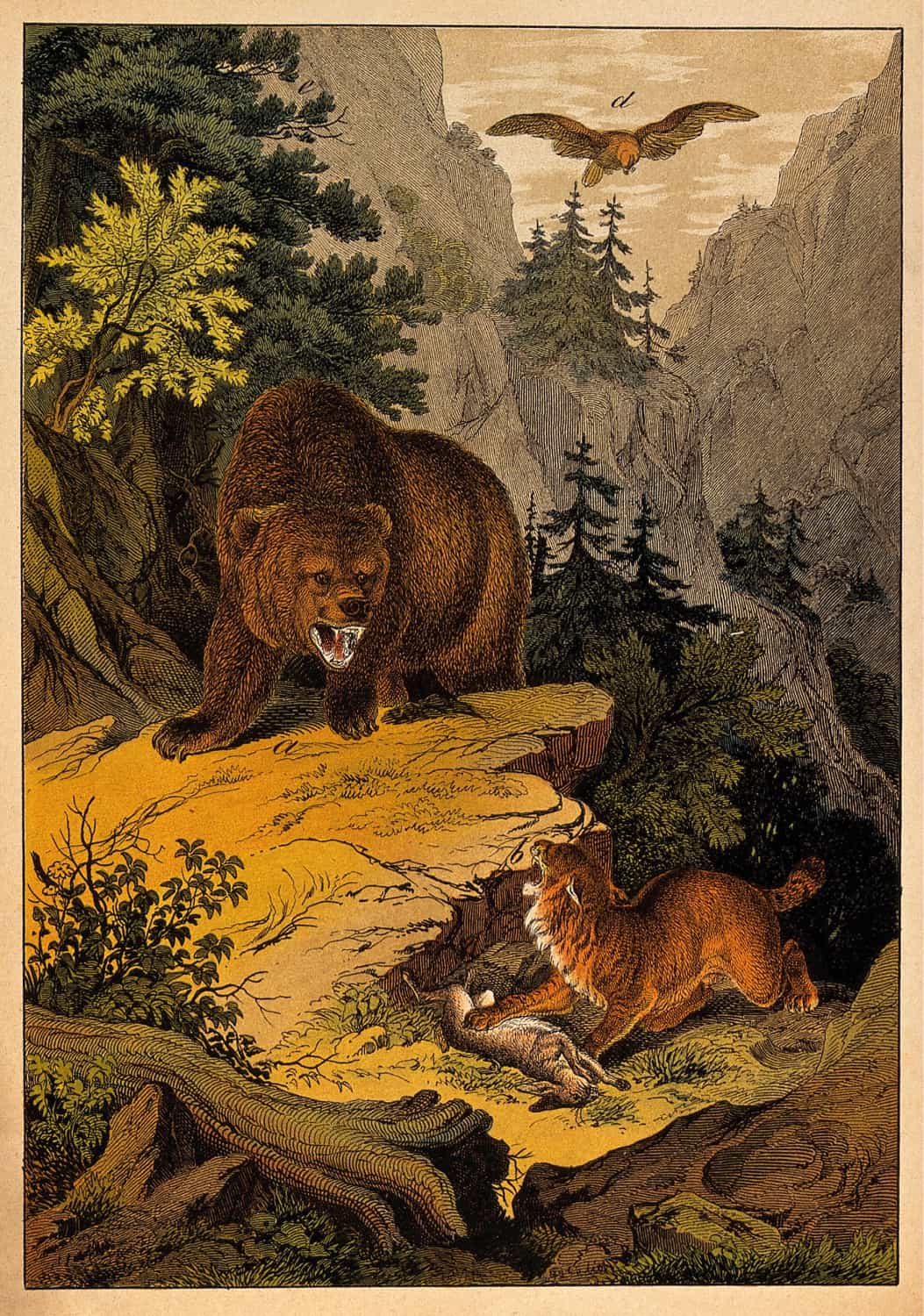 A bear and a lynx hissing and growling at each other over the prey, a hare poster