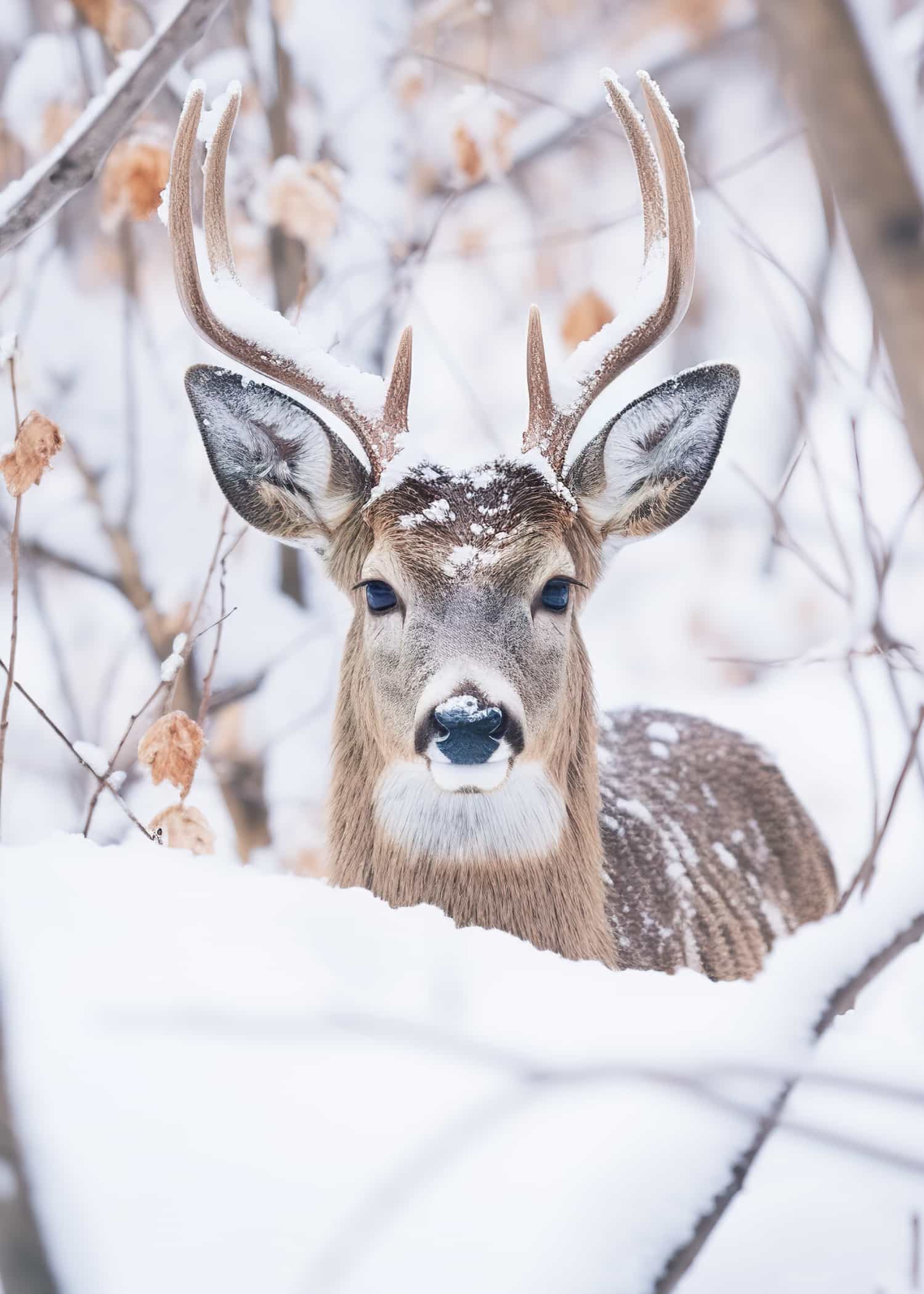 Curious Deer poster
