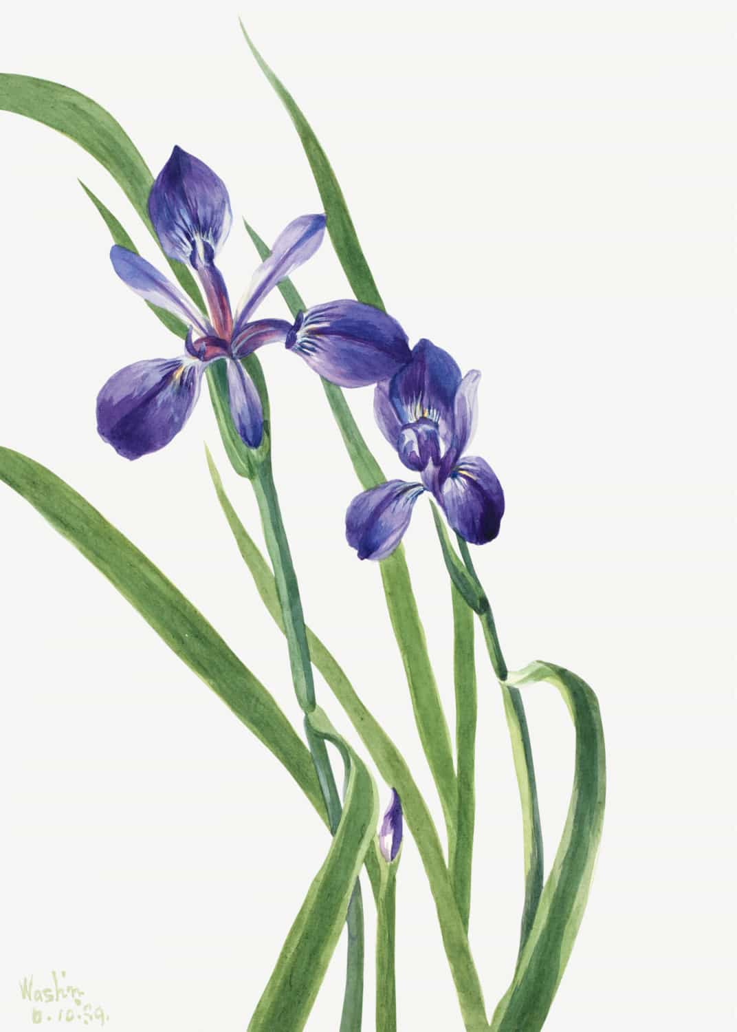 Iris by Mary Vaux Walcott poster
