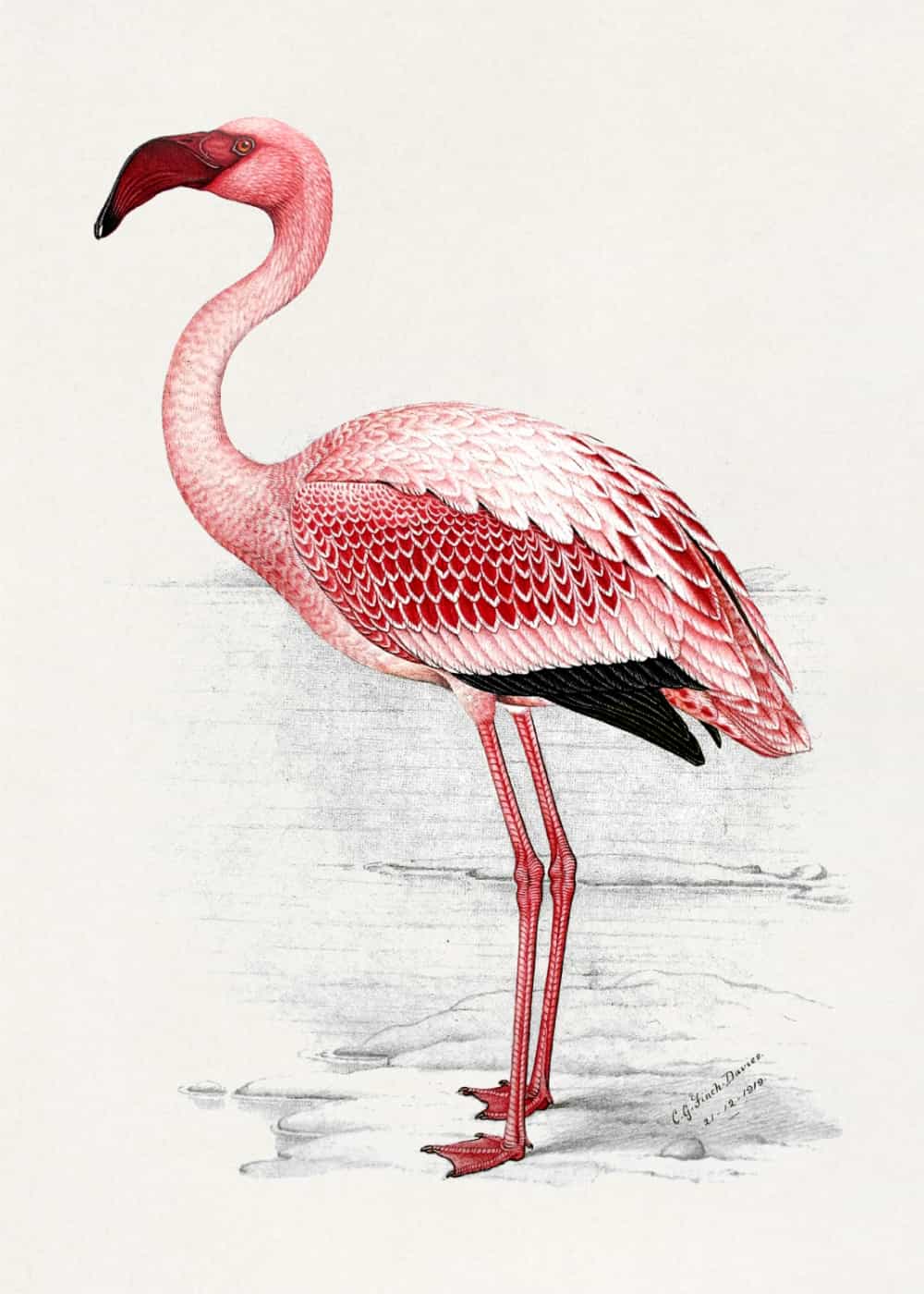 Lesser Flamingo by Claude Finch-Davies poster