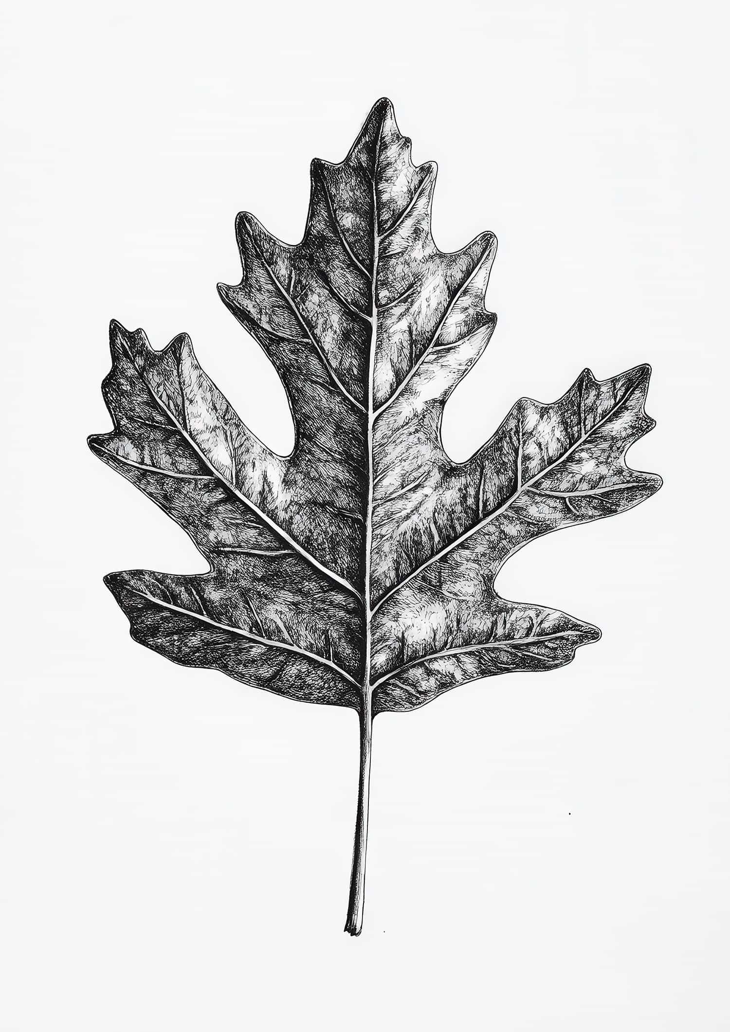 Oak Leaf poster