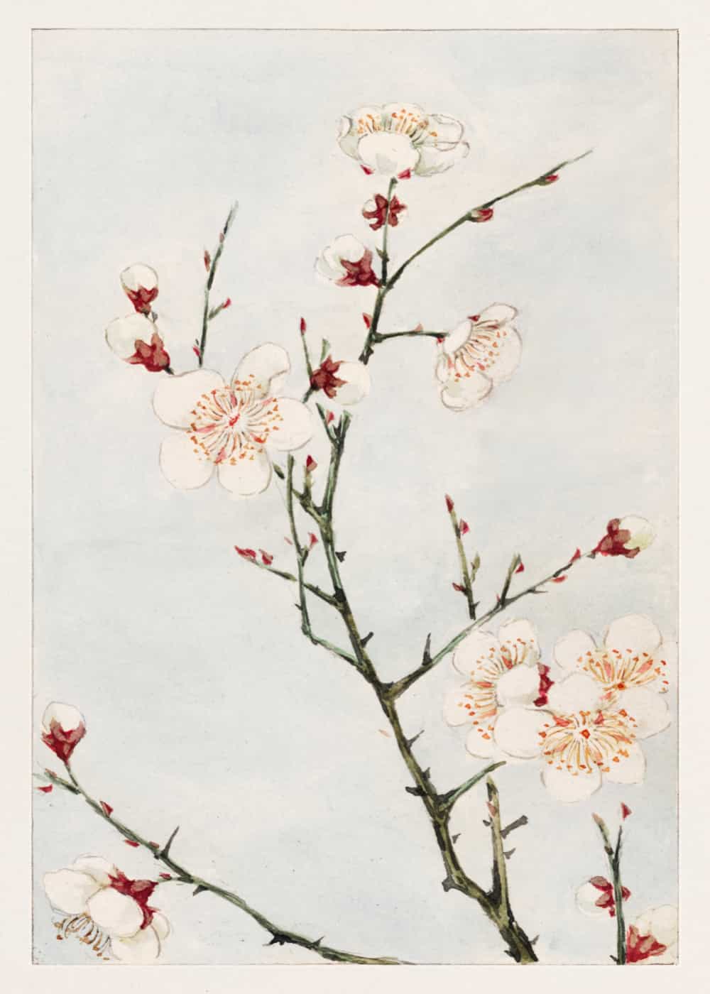 Plum Branches with Blossoms by Megata Morikaga poster