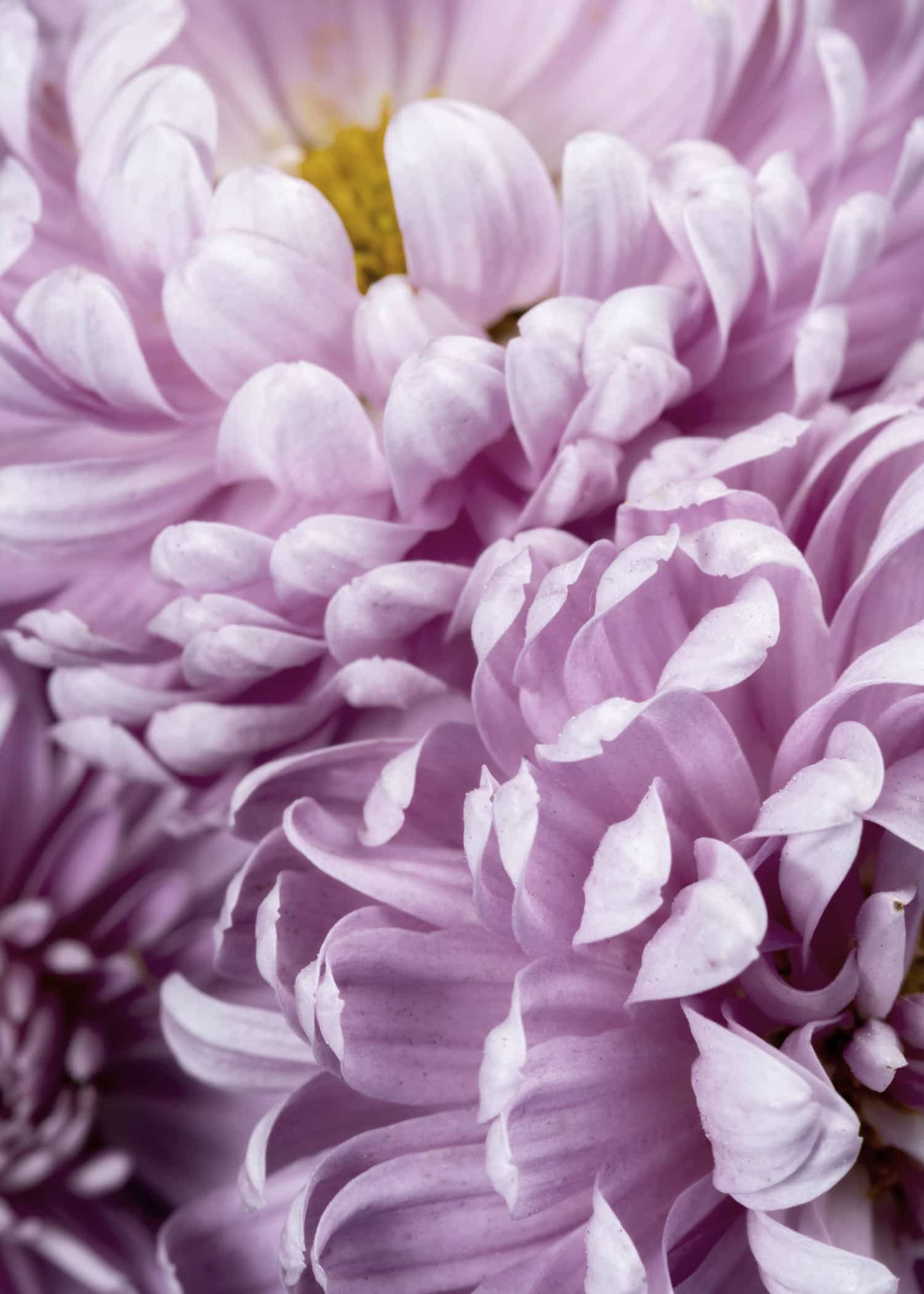 Petals Close-up poster