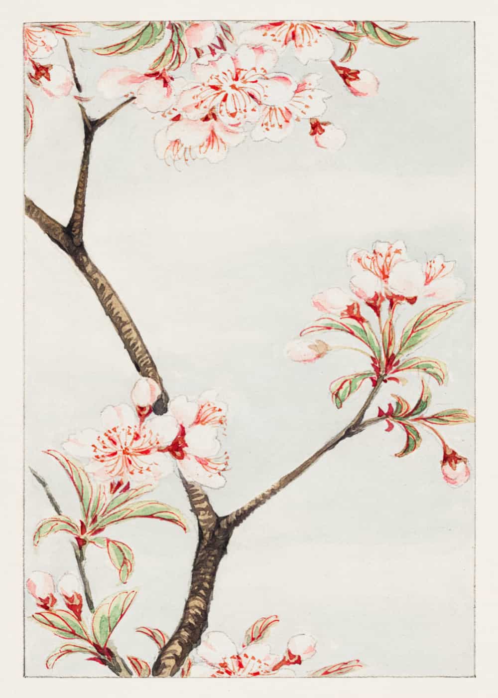 Sakura Cherry autorstwa Megata Morikaga plakat