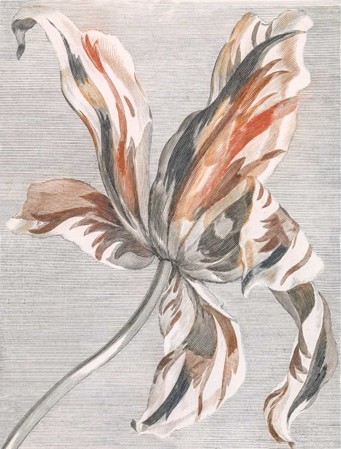 Tulipan autorstwa Johana Teylera plakat
