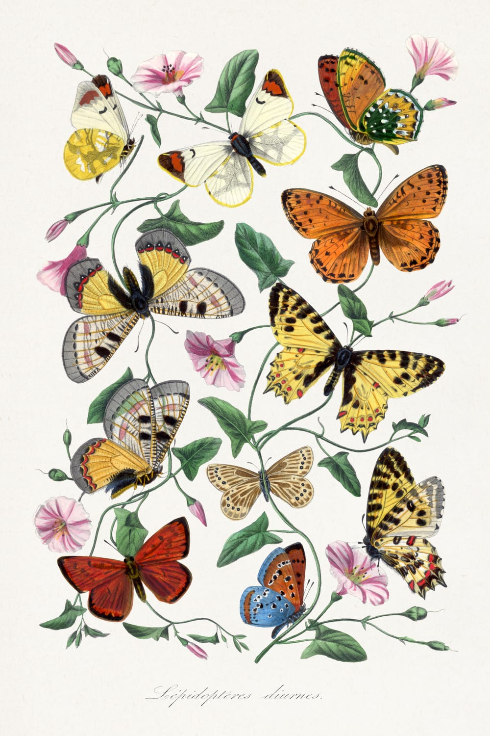 Butterfly & moth by Paul Gervais, Product image 1