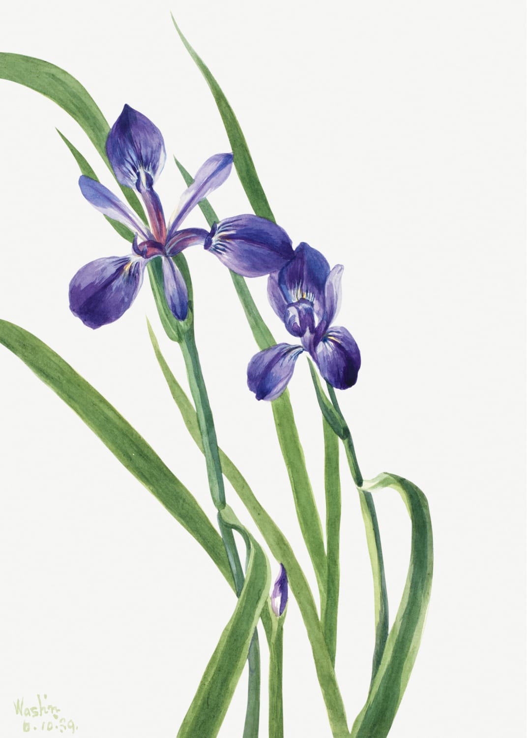 Iris by Mary Vaux Walcott, Product image 1