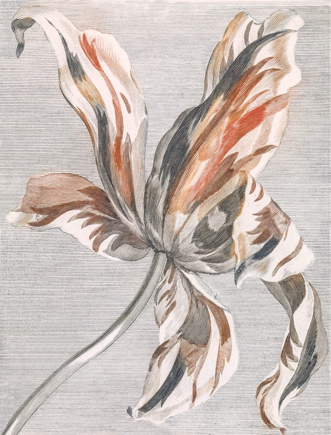 Tulipan autorstwa Johana Teylera, Product image 1