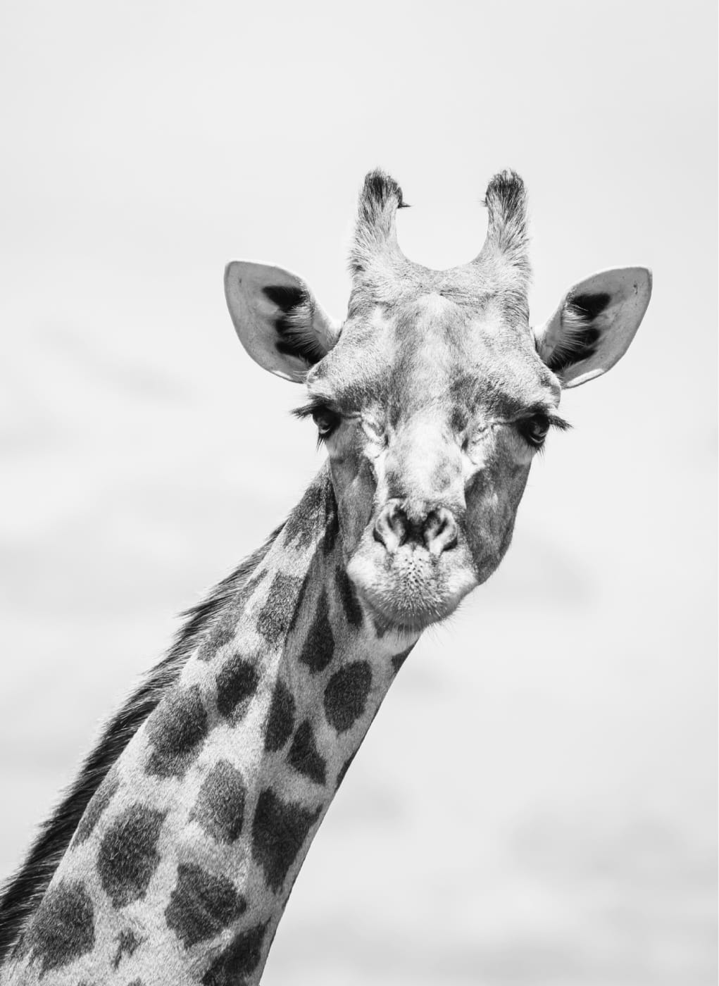 Portrait of a Giraffe, Product image 1