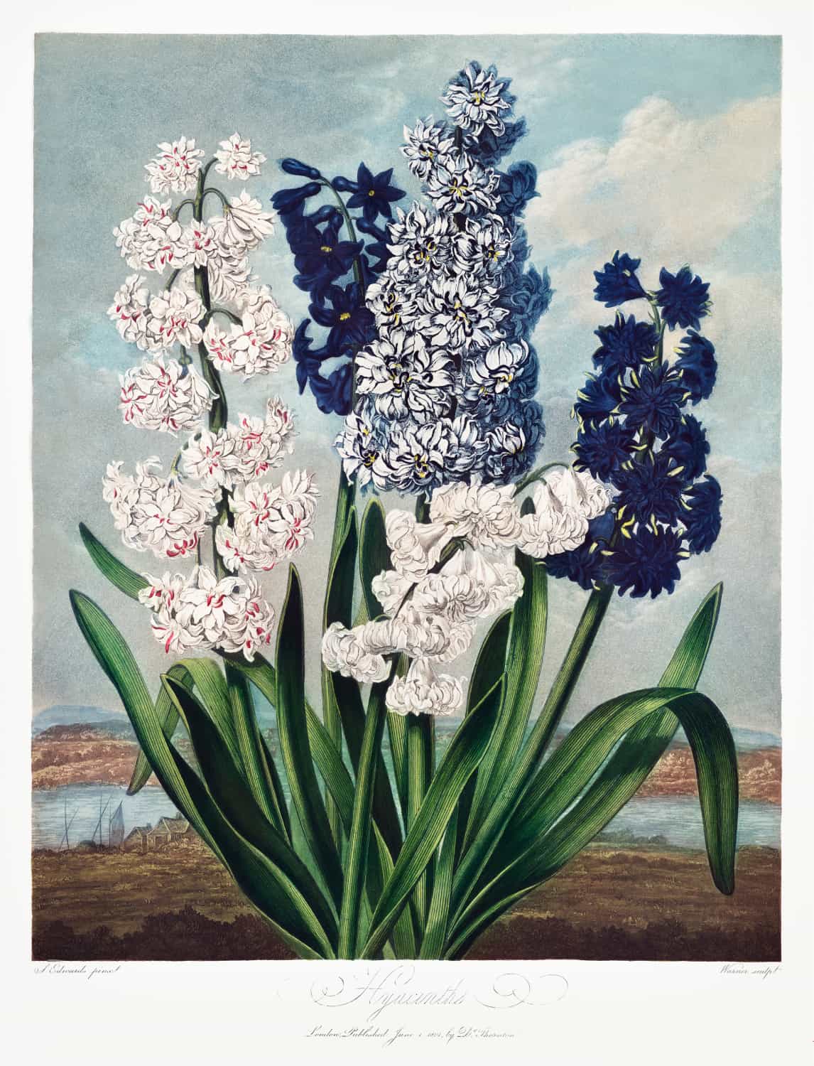 Hyacinths from The Temple of Flora by Robert John Thornton poster