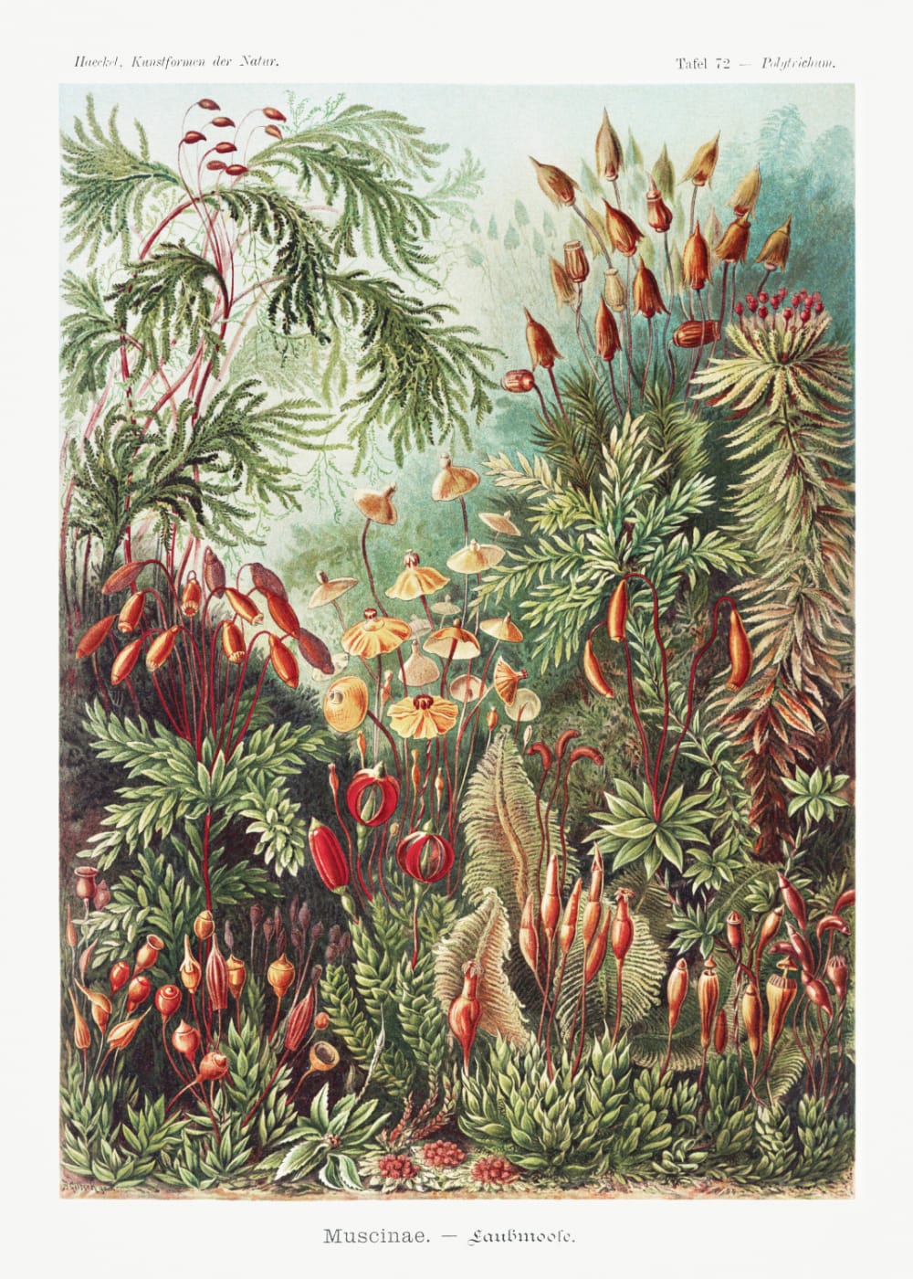 Muscinae - Laubmoose by Ernst Haeckel, Product image 1
