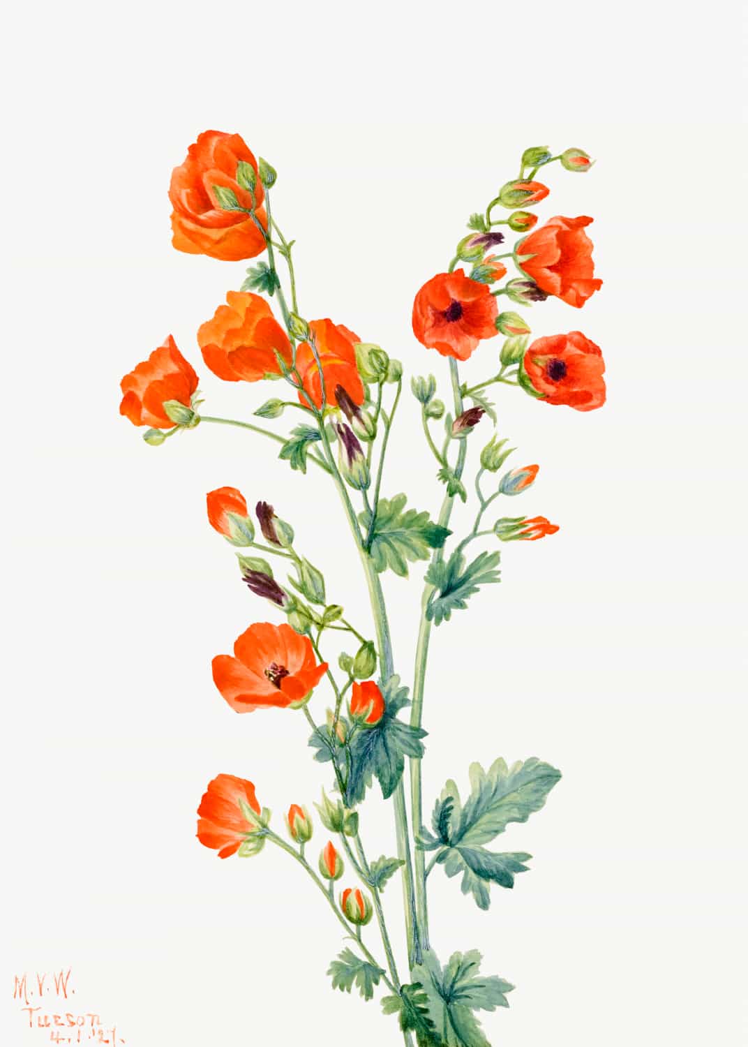 Ślazówka kulista autorstwa Mary Vaux Walcott plakat