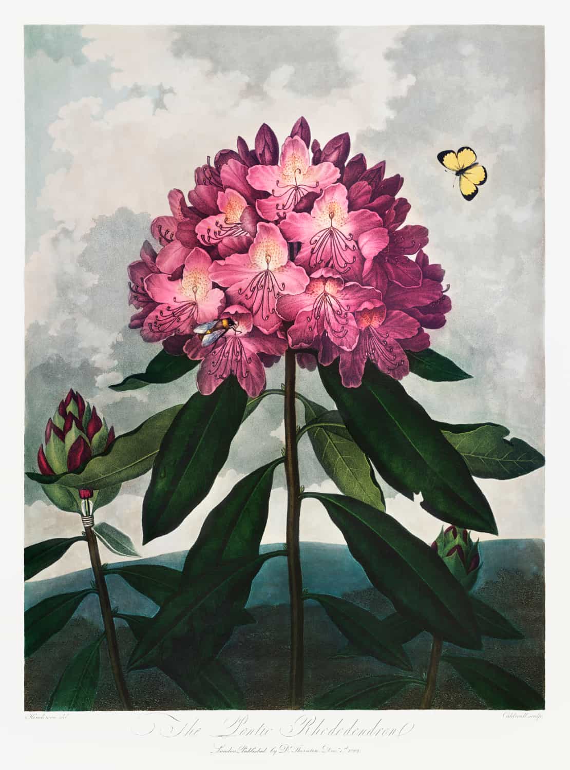 Rododendron pontyjski ze Świątyni Flory autorstwa Roberta Johna Thorntona plakat