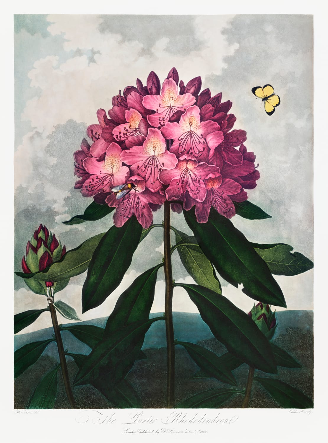 The Pontic Rhododendron from The Temple of Flora by Robert John Thornton, Product image 1