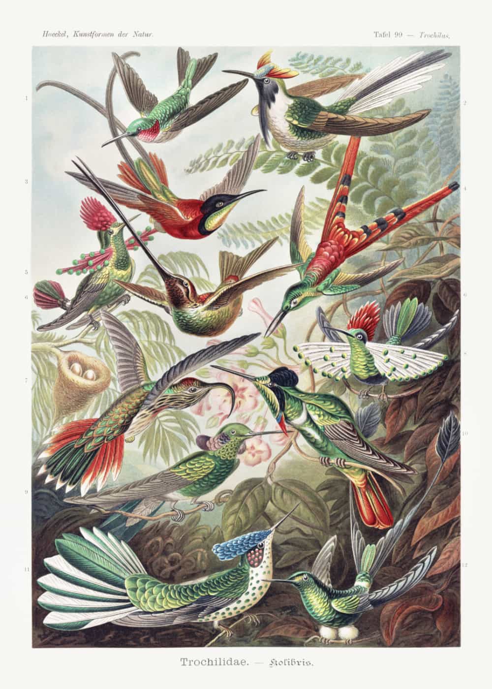 Trochilidae - Kolibris by Ernst Haeckel poster