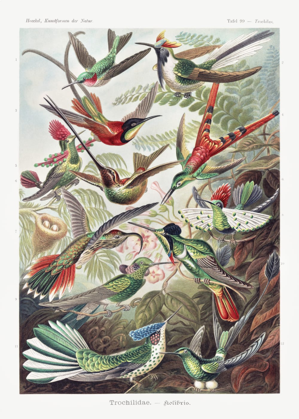 Trochilidae - Kolibris by Ernst Haeckel, Product image 1